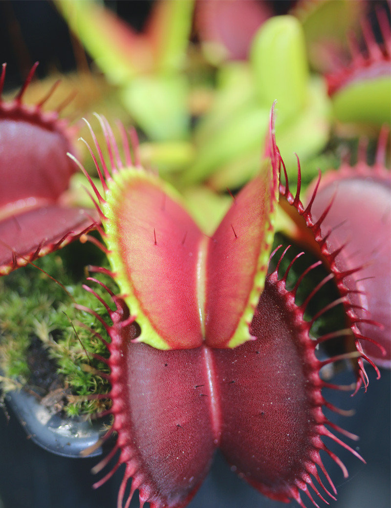 Dionaea muscipula 'B52'