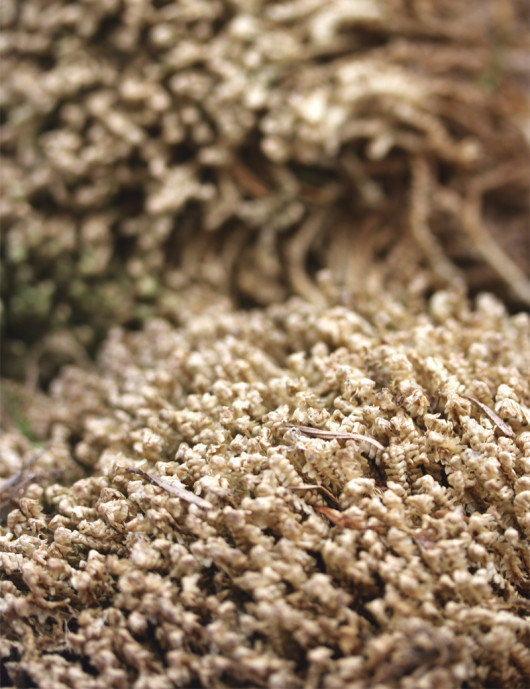 Natural dry mosses