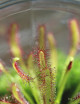 Plante carnivore DUO - Sarracenia purpurea subsp. venosa et Drosera capensis
