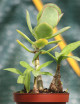 DUO - Crassula pájaro azul y Scilla pauciflora