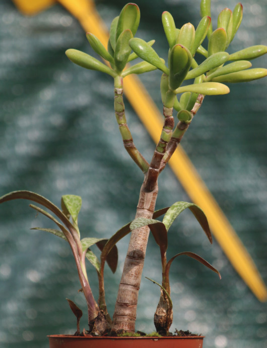 DÚO - Crassula ovata y Scilla violacea