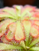 Drosera aliciae - Mini-montículos