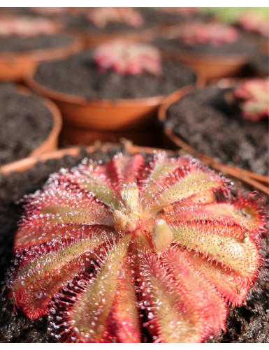 Drosera aliciae - Mini-montículos