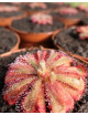 Drosera aliciae - Mini-montículos