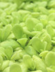 Carnivorous plant Pinguicula agnata