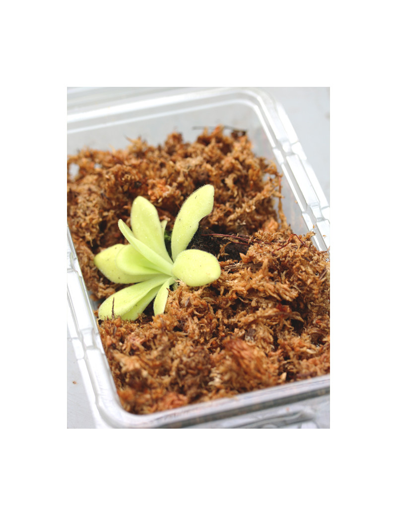 Carnivorous plant Pinguicula agnata