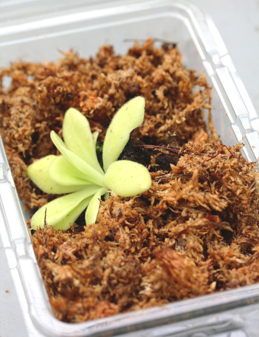 Plante carnivore Pinguicula agnata - Mini-mottes