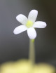 Carnivorous plant Pinguicula agnata