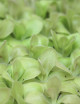 Carnivorous plant Pinguicula weser