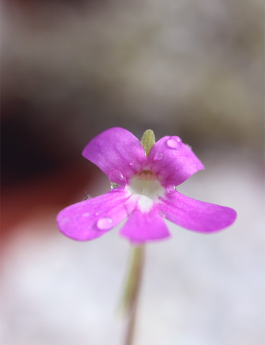 Carnivorous plant Pinguicula weser