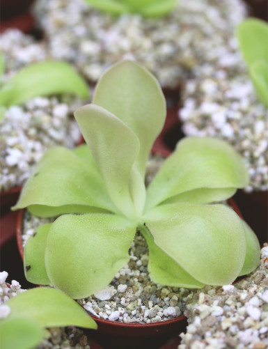 Carnivorous plant Pinguicula weser