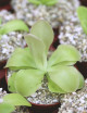 Carnivorous plant Pinguicula weser