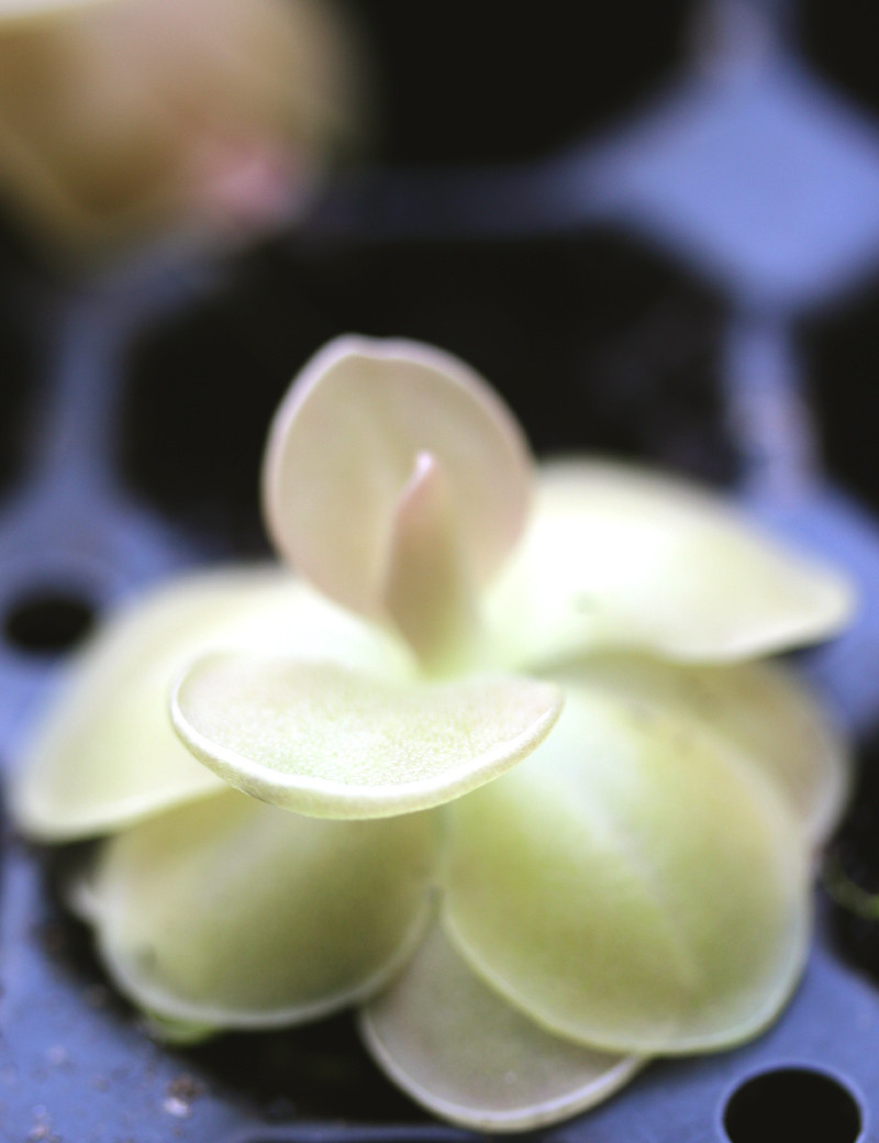 Pinguicula weser - Mini-moths
