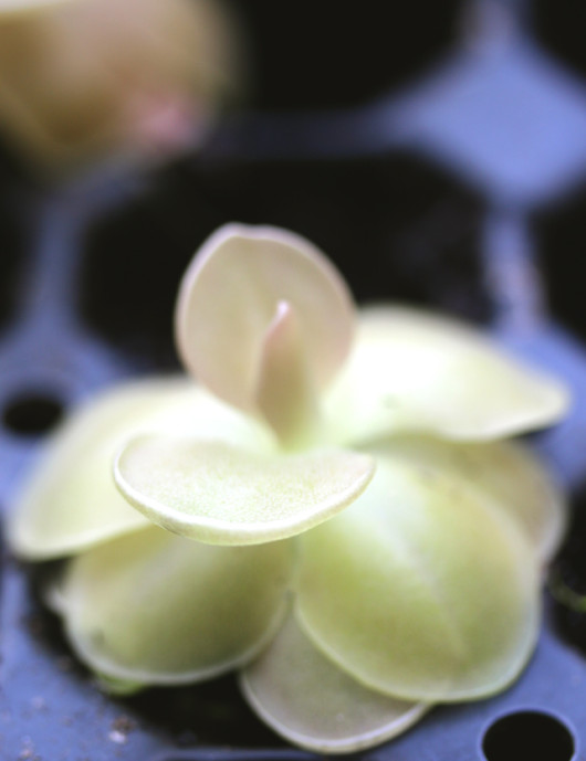 Pinguicula weser - Mini-moths
