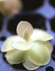 Pinguicula weser - Mini-moths