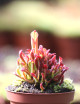 copy of Heliamphora heterodoxa x Minor