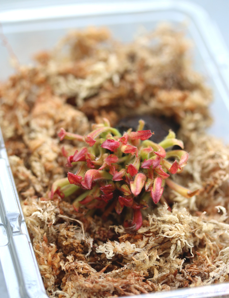 copy of Heliamphora heterodoxa x Minor
