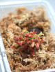 Heliamphora heterodoxa x Minor - Mini-mottes