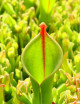 Heliamphora heterodoxa x Minor plante carnivore