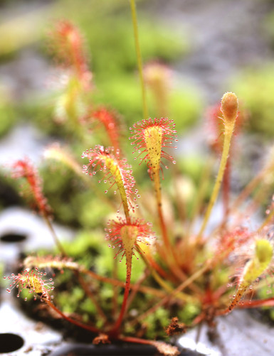 Drosera nidiformis -...