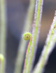 Clon 2 Drosera filiformis - Mini-tapones