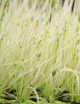 Clon 2 Drosera filiformis - Mini-tapones