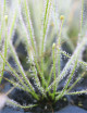 Clon 2 Drosera filiformis - Mini-tapones