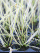Clon 2 Drosera filiformis - Mini-tapones