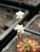 Drosera spatulata var. lovellae plante carnivore