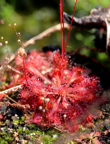 Drosera spatulata var. lovellae plante carnivore