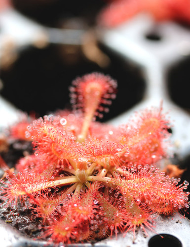 Drosera spatulata var....