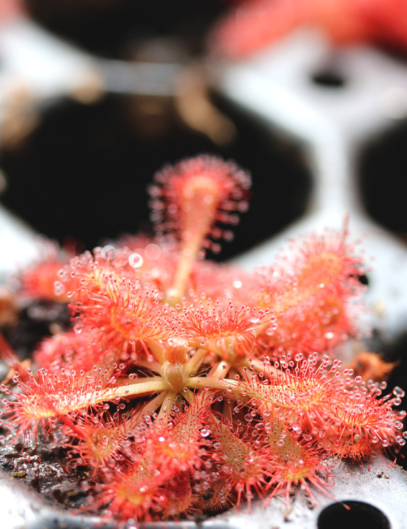 Drosera spatulata var. lovellae - Mini-motas