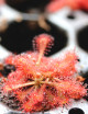 Drosera spatulata var. lovellae - Mini-motas