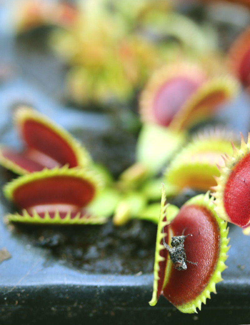 Dionaea muscipula 'UK Sawtooth II' - Minimotas