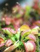 Dionaea muscipula 'Paradisia' - Minimotas