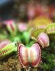 Dionaea muscipula 'Paradisia' - Minimotas
