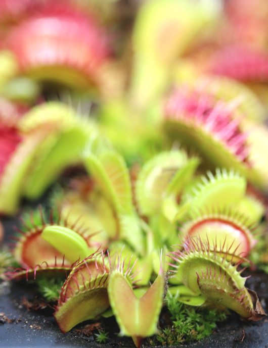 Dionaea muscipula...