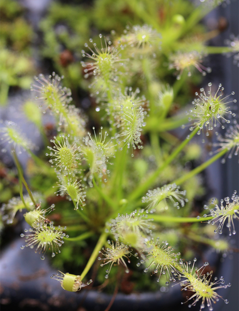 Drosera intermedia completamente verde - Mini-tapones