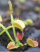 Dionaea muscipula filiforme - Mini-moths