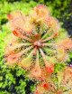Drosera tokaïensis plante carnivore
