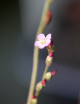 Drosera tokaïensis - Mini-clods