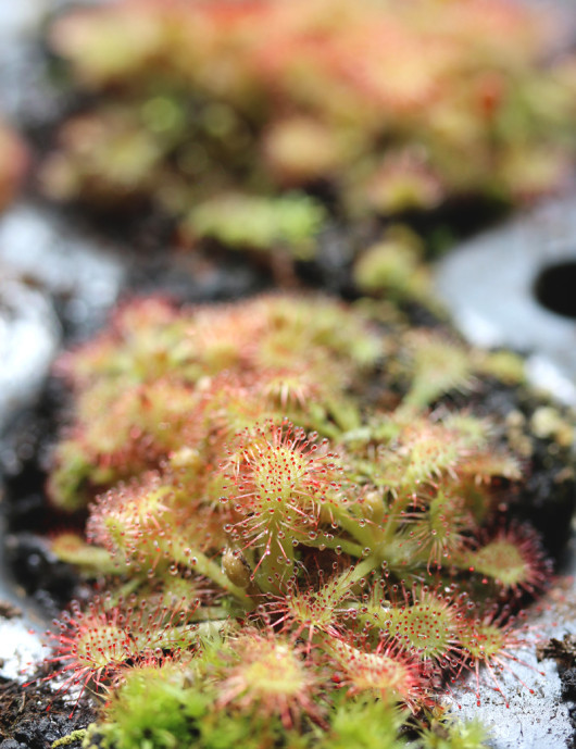 Drosera tokaïensis - Mini-enchufes
