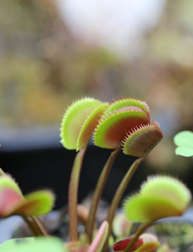 Dionaea muscipula 'Red Piranha' Plante carnivore