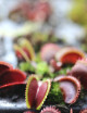 Dionaea muscipula 'Piraña Roja' - Minimotas