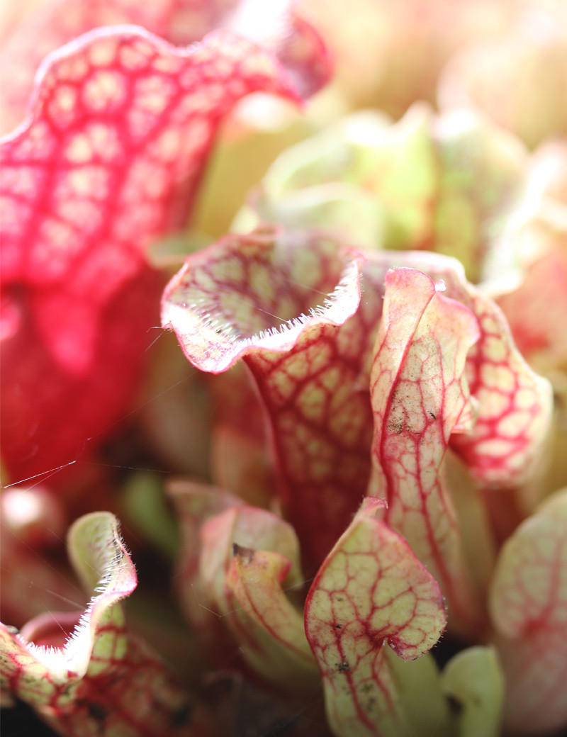 Sarracenia purpurea subsp. venosa - Mini-motas
