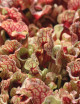 Sarracenia purpurea subsp. venoso