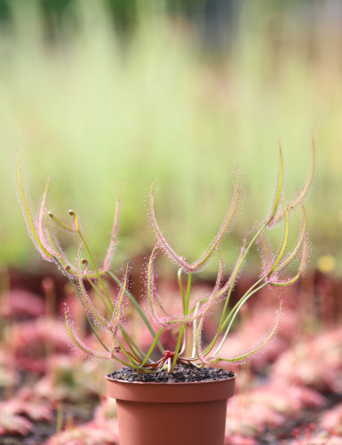 Drosera joven - Mini-montículos