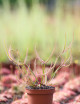 Drosera joven - Mini-montículos