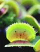 Dionaea muscipula Diente de cerda