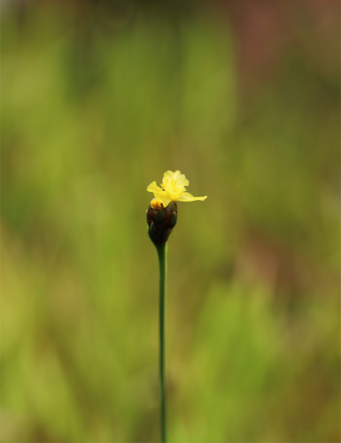 Xyris sp. - Mini-montículos